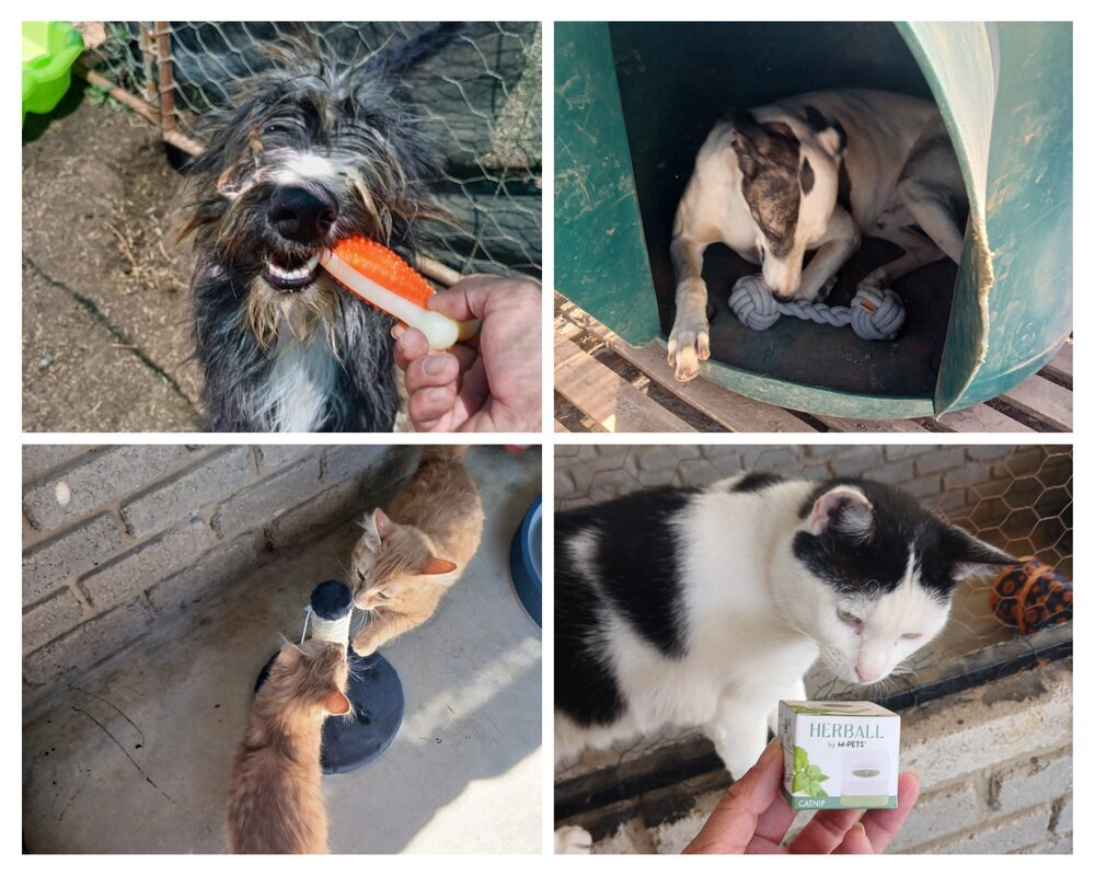 Cat Angel Refuge